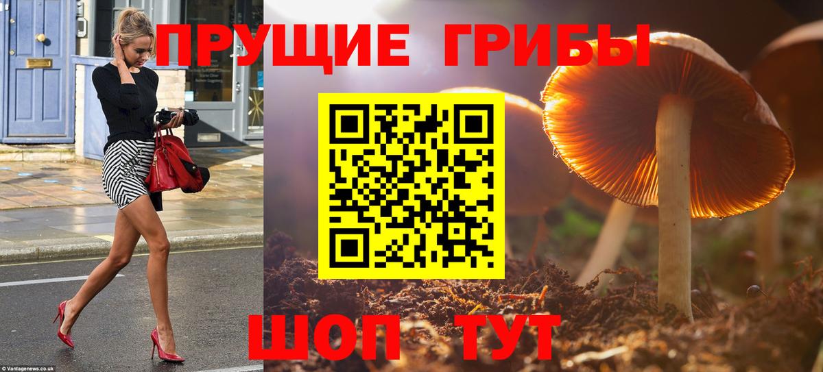 Павлово  Галлюциногенные грибы Psilocybe  Вход с VPN 